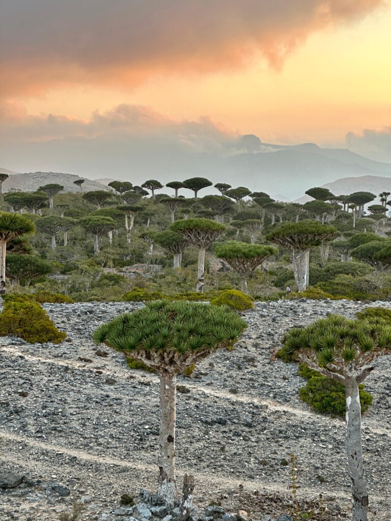 TravPholer Socotra