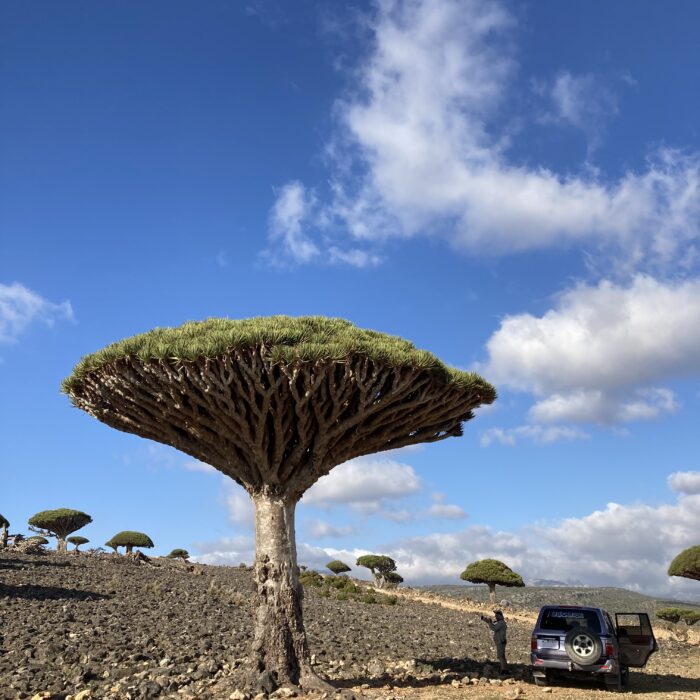socotra travpholer